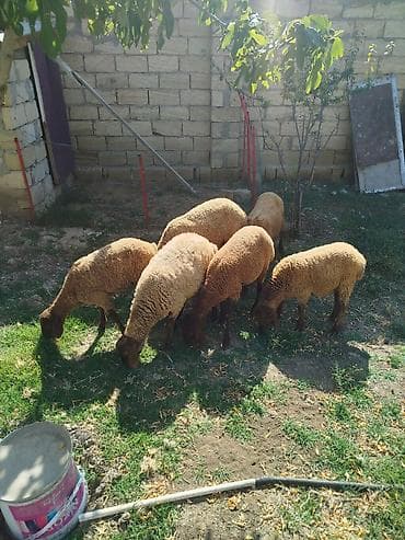 akvarium satışı: Satlıq qoyunlar – yerli xırdabuynuzlu heyvanlar - Qrup şəklində — 1