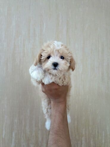где можно купить собаку мальтипу: Bişon Frize, 1 ay, Dişi — 3