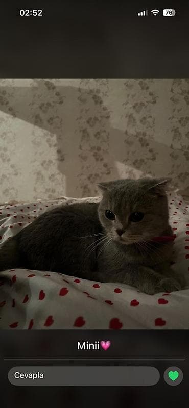 Şotland, Dişi, Yaxşı əllərə