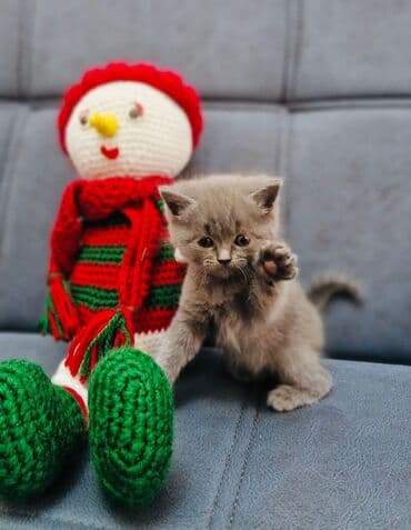 купить британская шиншилла: Британская, В добрые руки — 4