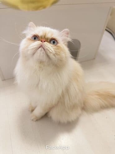 Pişiklər: Fars, Cütləşmə üçün — 2