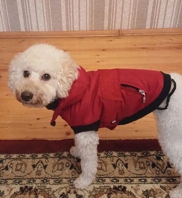 чихуахуа в добрые руки: Пудель, 2 года, Самец, С прививками, Самовывоз — 3