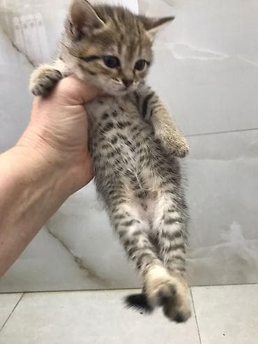 bala pişik ucuz: Ev pişiyi balası – təkbənəkli/təkir naxışlı - Cins: yerli ev pişiyi — 6