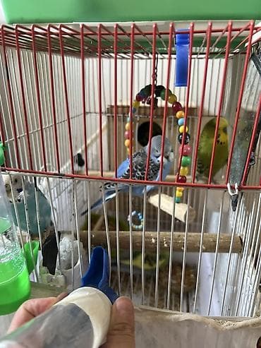 quzu satilir: Quslar satilir sadece hamsin alan olsa endirim olacag Dalmatin və — 4