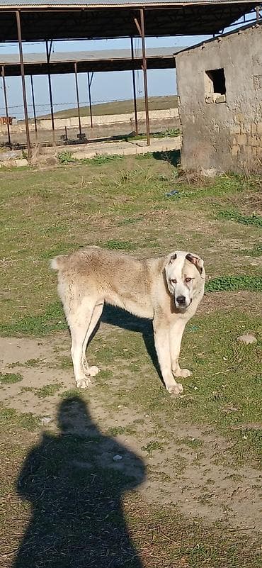 İtlər: Qurdbasar, 11 ay, Erkek — 4