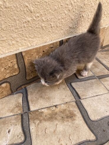 где можно купить котенка: Yaxşı əllərə — 4