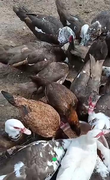 Karişnivi lal ördək 4 xoruz - Cins: muskus ördəyi - Rənglər: ağ