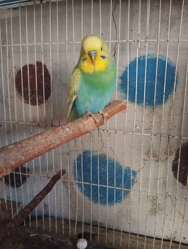 Hazır cutlerdir 4 yumurtası var aktiv heyvanlardir balaya süper