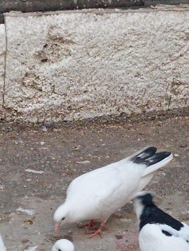 Göyərçinlər: Köm wekildekiler analaridi.balalar satiwdadi boyuk quw yox — 3