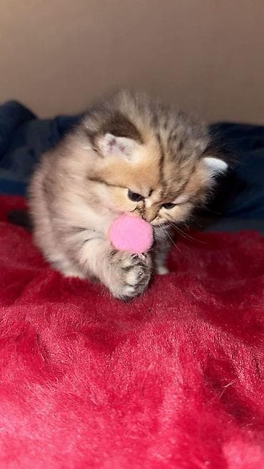 Britan, Dişi, Erkək, Yaxşı əllərə, Ünvandan götürmə, Ödənişli çatdırılma