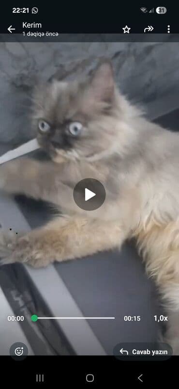 Volkswagen: Персидская — 2