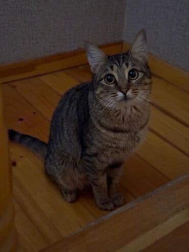 wotland pişiyi: Dişi, Yaxşı əllərə, Ünvandan götürmə — 2