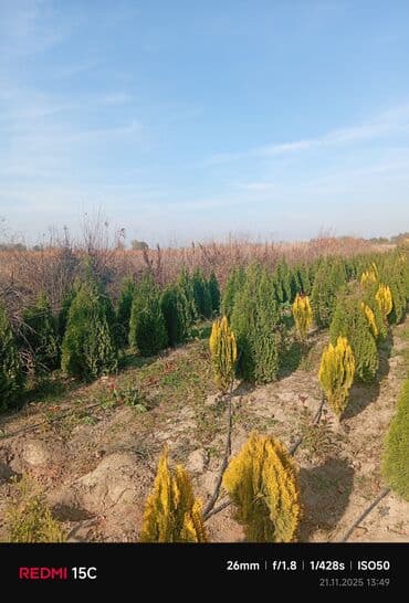bitki satışı: Limonni yolka – dekorativ iynəyarpaq kol və ağaclar - Növlər: qızılı — 6