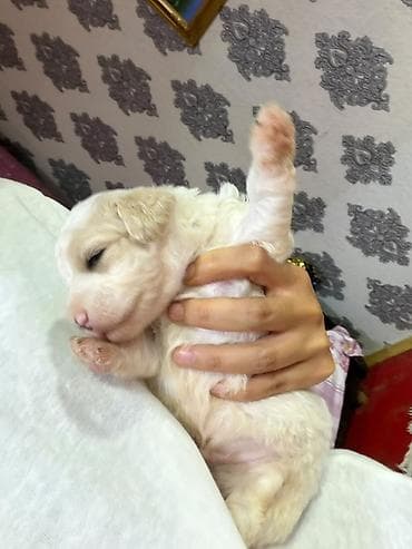 mini toy pudel: Pudel, 2 ay, Peyvəndli, Ünvandan götürmə — 1