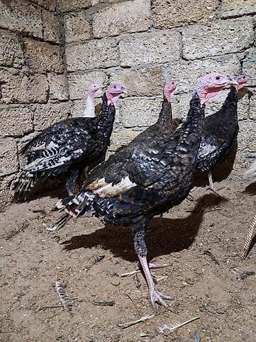 kanada sortu hinduşka: Erkək, Damazlıq — 3