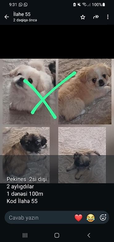 Pekines, 2 ay, Dişi