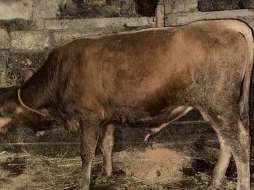 heyvan bazari inekler: Теленок, Самец, месяцев: 1, 105120 кг, Для мяса, Самовывоз — 3