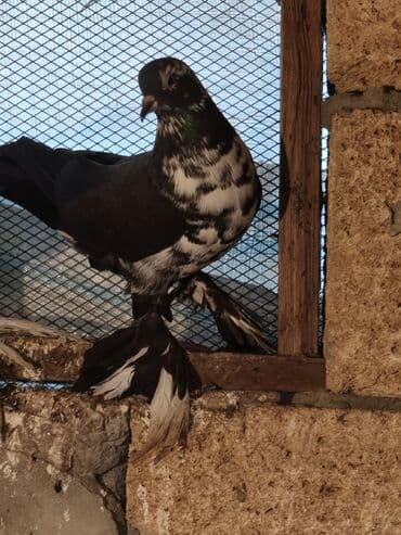 Tutuquşları: Iki maya bir erkek oynaq deyilər uçandılar — 1