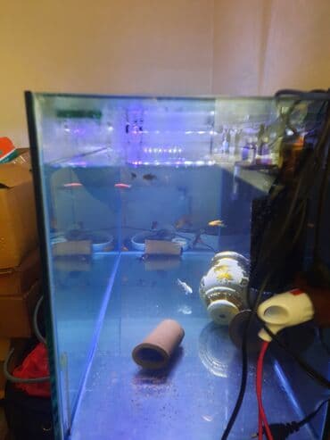 çöl qazı haqqında məlumat: Şüşə akvarium komplekti - Ölçü: təxmini uzunluq 1.10 hundurluyu 50 — 2