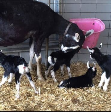 it bazari bakida: Süd keçisi – yüksək süd verimi üçün seçilmiş damazlıq. Xüsusiyyətlər — 2