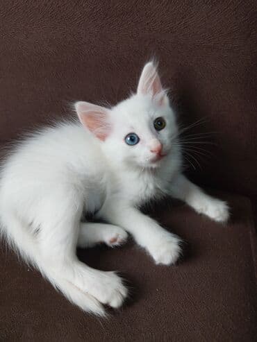 wotland pişiyi: Van — 5