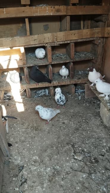 Quşları terqizirem ona görə satram qiyməti hamsina aitdir