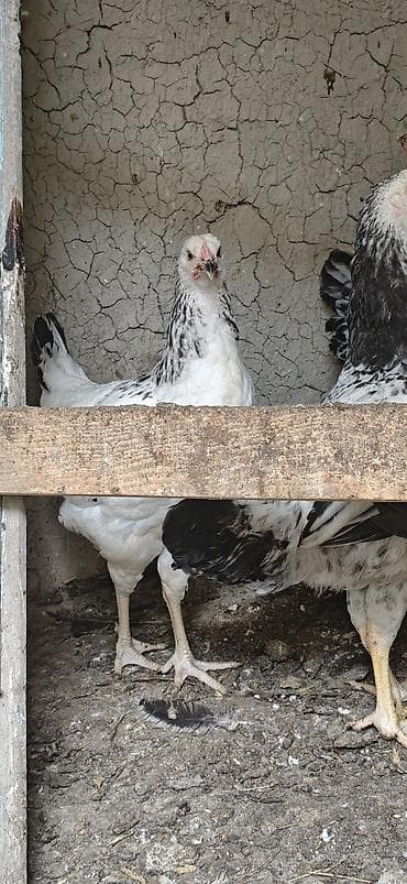rhode island red: Ev toyuqlari.Real alıcıya endirim olacaq — 3