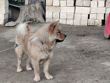 пудель карликовый цена: Чау-чау, 11 месяцев, Самец, Самовывоз — 5