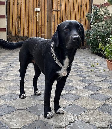 zvanok it satilir: Labrador Retriver 12.04.26 dogulublar qurd dermanlari verilib dişi — 7