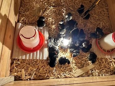 yumurtlayan toyuqlar satilir: Salam! Təmiz qan Avstralorp cücələri satılır. 🐣 Cücələr tam sağlamdır — 4