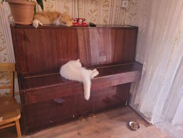 piano gallery baku: Upright pianino – klassik dizaynlı, tünd qırmızı-qəhvəyi parlaq taxta — 1