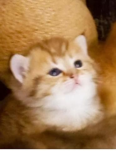 depo gold instagram: Britan, Erkək, Yaxşı əllərə, Ünvandan götürmə — 1