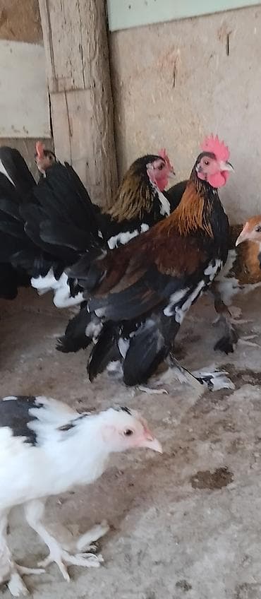 kənd cücəsi: Toyuq cücələri, Damazlıq — 1