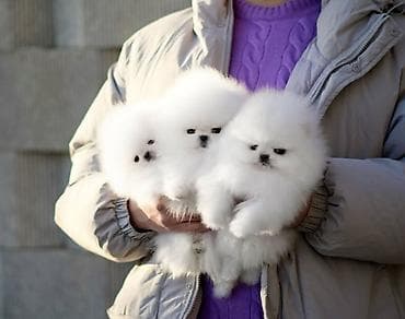 Pekines, 1 ay, Sənədli