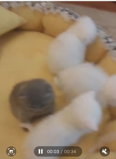 лоток для кошек: Britan 40 günlūk şirin oynagan erkek dişi balalar — 1