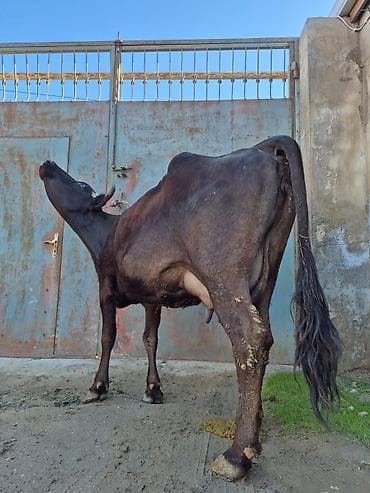 inəklə barter: 12 litir süd verir 4 qarındı 2 aydı doğub balası dişdi — 6