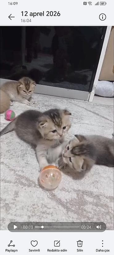 golden sinsilla: Qızıl şinşilla, Dişi, Yaxşı əllərə, Ünvandan götürmə — 4