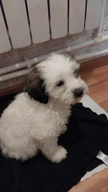 Malta bolonka, 2 ay, Erkek, Peyvəndli, Ünvandan götürmə