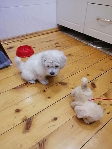 pekines balaları: Bişon Frize — 7