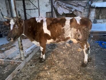 Bakı malıdı tovle malıdı keskılıkdı