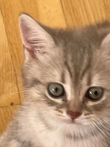 hamster satisi: Qızıl şinşilla, Erkək, Ünvandan götürmə — 5