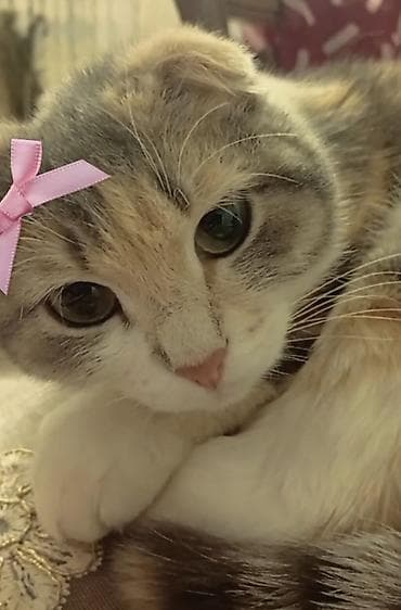 scottish fold: Şotland, Dişi — 1