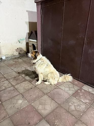 heyvanlar: 7 il, Erkek, Ünvandan götürmə — 3