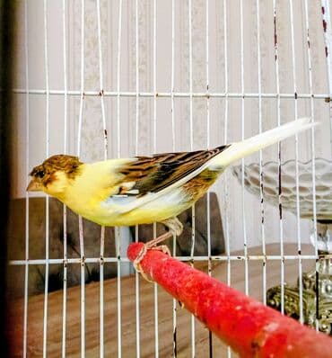 Kəkilli erkək əla quşdu 7aylıq erkəkdi əlaqe saxlıyın0555381797