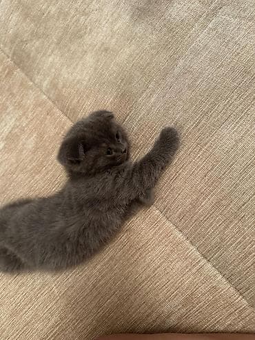 pişik daşıma: Britan — 1