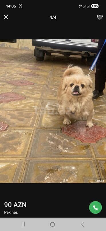 Птицы: Salam heyvan sever bir aileye sahiblendirmek lazımdı yüngül qirijası — 1