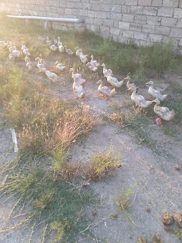 Ördek sürüsü satılır.34 ededi ünvan buzovna - Növ: ev ördəyi (ağ-krem