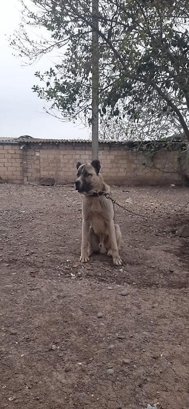 it heyvan: Kanqal, 10 ay, Erkek — 2