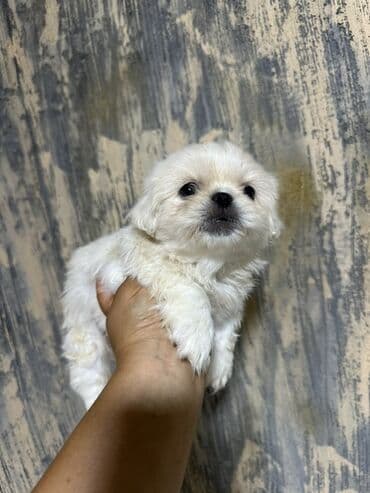 it parodaları: Pekines, 2 ay, Erkek — 3