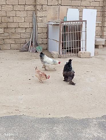 xoruz satlir: Brahma cinsindən 2 ədəd xoruz satılır bir ədədi 50 manata ikisi — 4